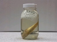 藏品(美軟魚)的圖片